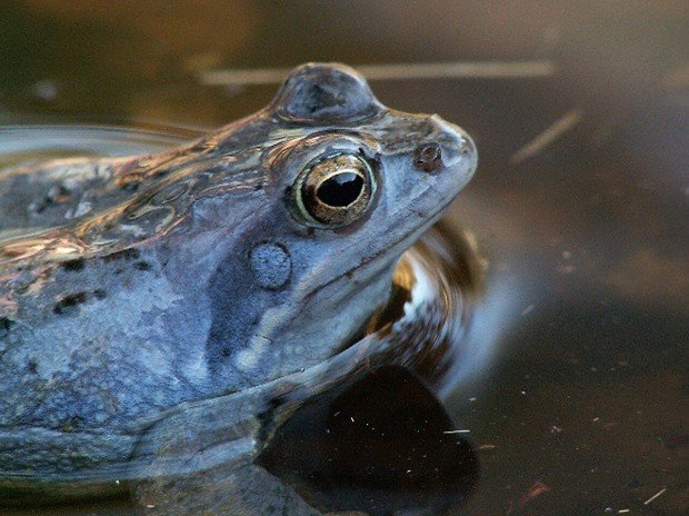Op zoek naar de heikikker